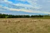 331 Nehill & Alexanders Road, South Purrumbete, Vic 3260-Image