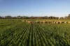 342 Matong North Road, Matong, NSW 2652