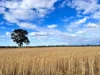 3422 Mount Walker Road, Mount Walker, WA 6369-Image