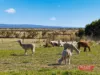 360 Stanlake Road, Lang Lang, Vic 3984-Image