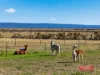 360 Stanlake Road, Lang Lang, Vic 3984-Image
