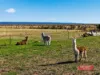 360 Stanlake Road, Lang Lang, Vic 3984-Image