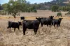 364 Lecoin Road, Inverell, NSW 2360-Image