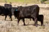 364 Lecoin Road, Inverell, NSW 2360-Image