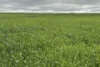 37981 Eyre Highway, Wirrulla, SA 5661-Image