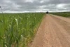 37981 Eyre Highway, Wirrulla, SA 5661-Image
