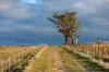 380 Graces Flat Road, Bowning, NSW 2582-Image