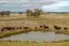 380 Graces Flat Road, Bowning, NSW 2582-Image