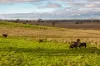 380 Graces Flat Road, Bowning, NSW 2582-Image