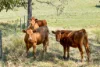 383 Bice Road, Leycester, NSW 2480-Image
