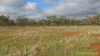 386 Sarona Downs Road, Hermidale, NSW 2831-Image