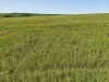 395 Blacket Road, Wynarka, SA 5306-Image