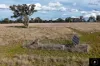 3985 Purlewaugh Road, Purlewaugh, NSW 2357-Image