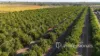 399 Gol Gol North Road, Gol Gol, NSW 2738-Image