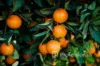399 Gol Gol North Road, Gol Gol, NSW 2738-Image