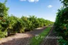 399 Gol Gol North Road, Gol Gol, NSW 2738-Image