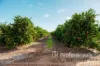 399 Gol Gol North Road, Gol Gol, NSW 2738-Image