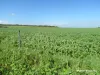 40 Matsen Road, Dongara, WA 6525-Image