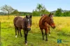 408A Farm Road, Lower Peacock, NSW 2469-Image