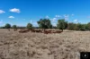 409 Bakers Lane, Gunnedah, NSW 2380-Image