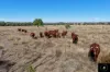 409 Bakers Lane, Gunnedah, NSW 2380-Image