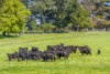 416 Mortlake-Ararat Road, Mortlake, Vic 3272-Image