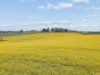 433 Maimuru SS Road Via, Young, NSW 2594-Image