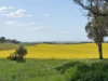 433 Maimuru SS Road Via, Young, NSW 2594-Image