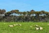 433 South Road, Mortlake, Vic 3272