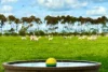 433 South Road, Mortlake, Vic 3272-Image