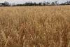 4355 Newell Highway, Wirrinya, NSW 2871-Image