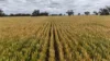 4355 Newell Highway, Wirrinya, NSW 2871-Image