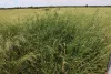 4355 Newell Highway, Wirrinya, NSW 2871-Image