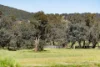 441 Bulloc Hill Road, Mangoplah, NSW 2652-Image