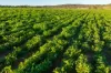 4436 Warrumbungles Way, Binnaway, NSW 2395-Image