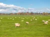 447 Oura Road, Wagga Wagga, NSW 2650-Image