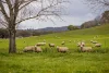 447 Oura Road, Wagga Wagga, NSW 2650-Image