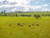 447 Oura Road, Wagga Wagga, NSW 2650-Image