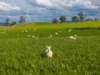 447 Oura Road, Wagga Wagga, NSW 2650-Image