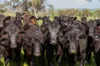 448 Shepherds Siding Road, Wagga Wagga, NSW 2650-Image