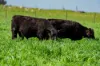 448 Shepherds Siding Road, Wagga Wagga, NSW 2650-Image