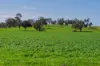 448 Shepherds Siding Road, Wagga Wagga, NSW 2650-Image