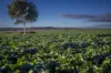 4500 Purlewaugh Road, Purlewaugh, NSW 2357-Image