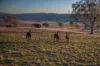 4500 Purlewaugh Road, Purlewaugh, NSW 2357-Image