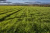 4500 Purlewaugh Road, Purlewaugh, NSW 2357-Image