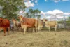 465 Sexton Road, Sexton, Qld 4570-Image