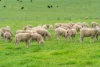 47 Price Road, Ballyrogan, Vic 3375-Image