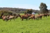 471 Scotts Brook Road, Mayanup, WA 6244-Image