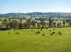 478 Illawong Road, Jugiong, NSW 2726-Image