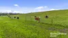 48 Mine Flat Road, Strathalbyn, SA 5255-Image